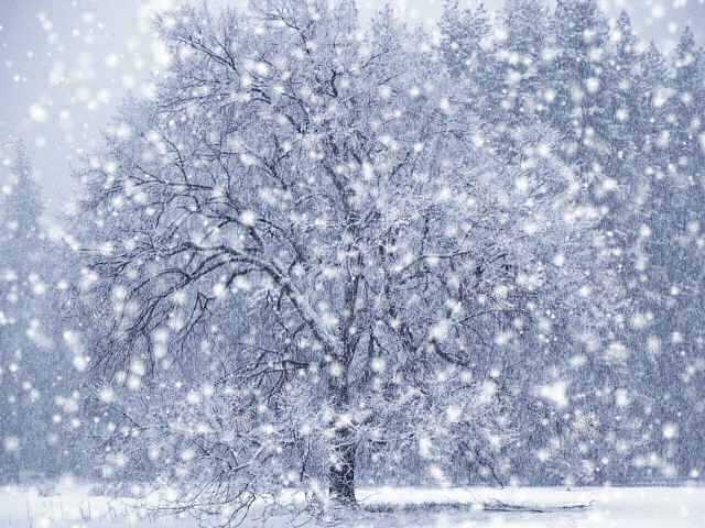 dx-winter-snow-screensaver.jpg, 59 KB